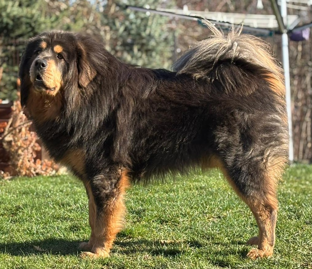 arsalan simba anahata yangkyi