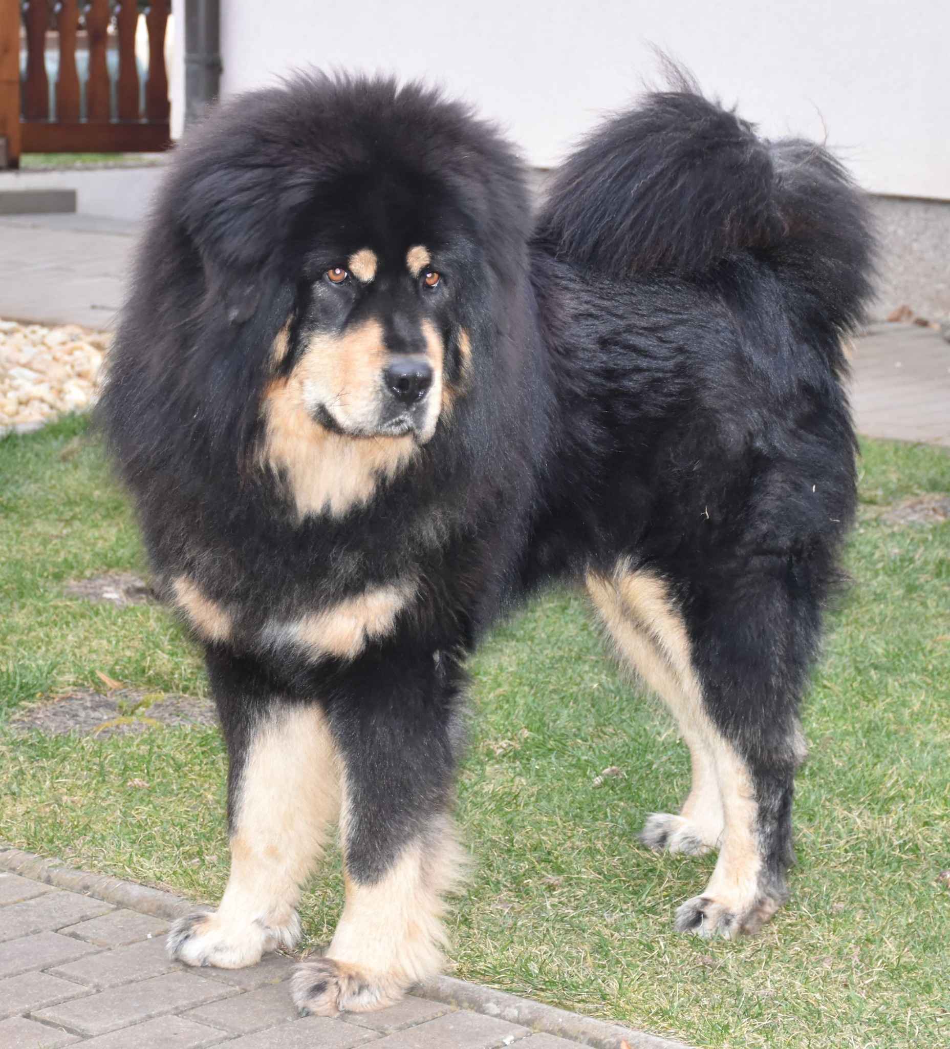 zorro gangkar