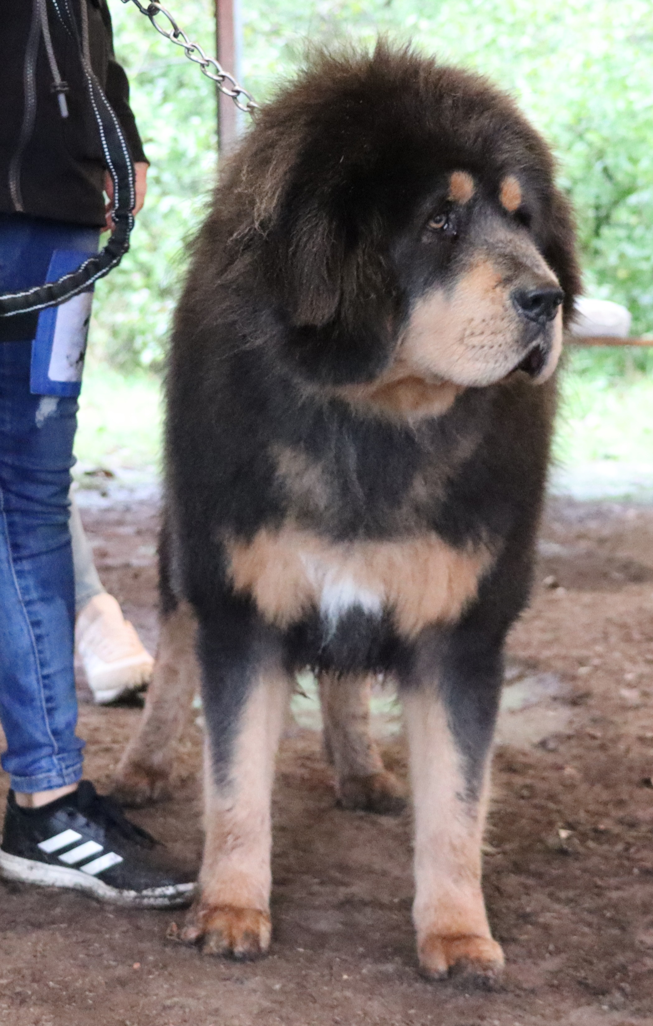 ARSALAN SIMBA Anahata Yangkyi