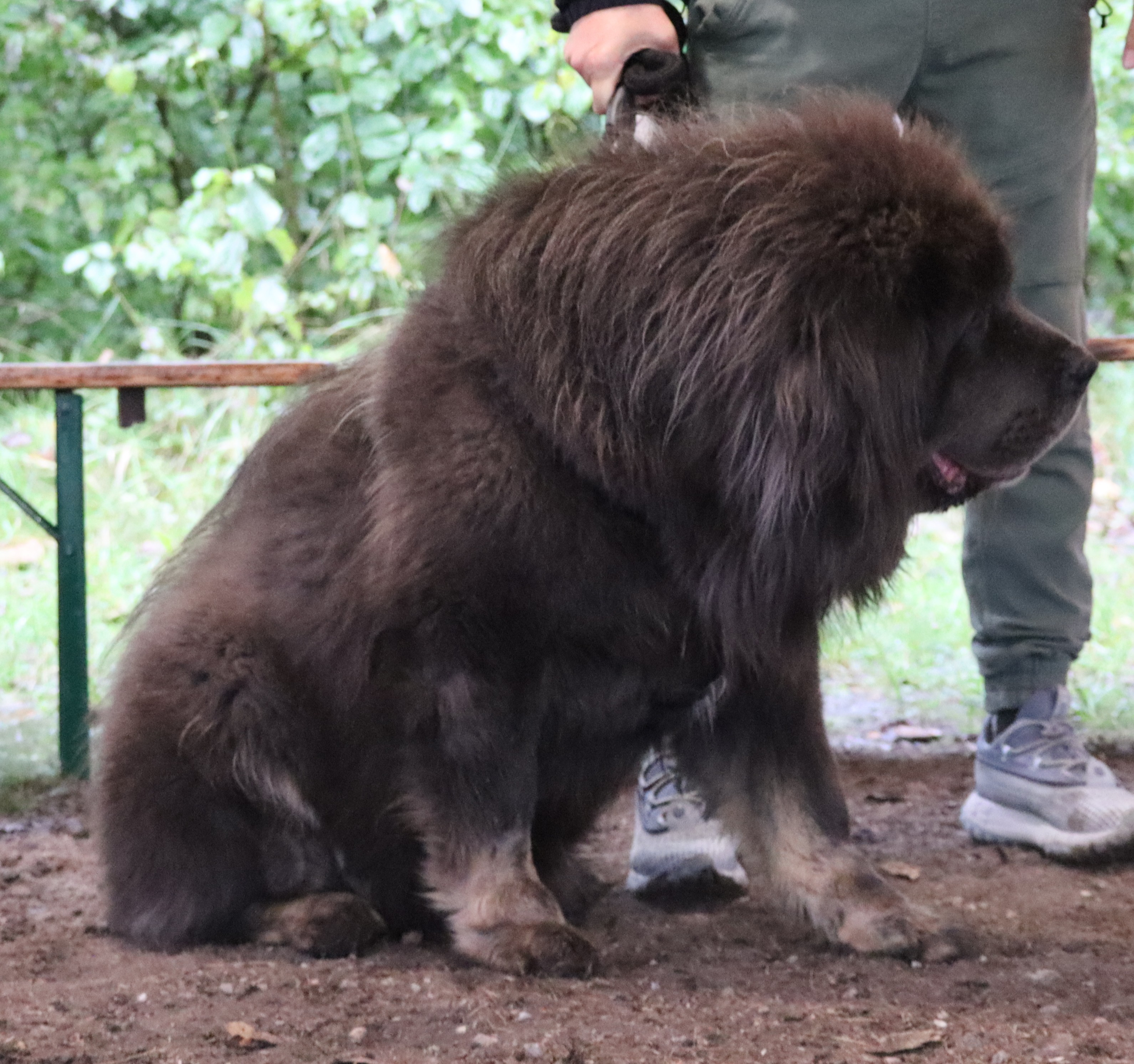 ENZO Diamond noblesse dog