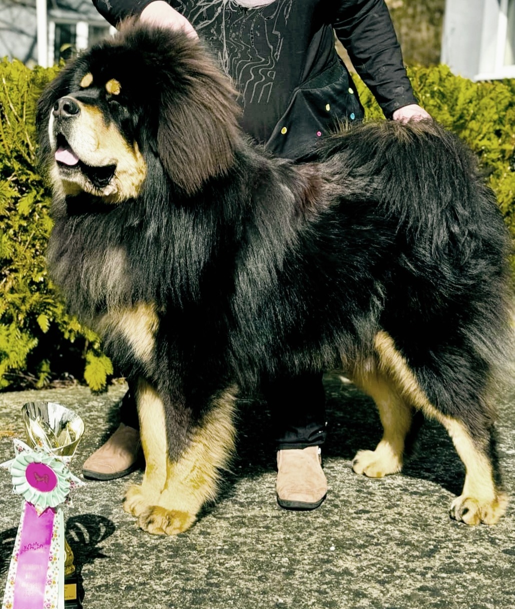 norbu arhat