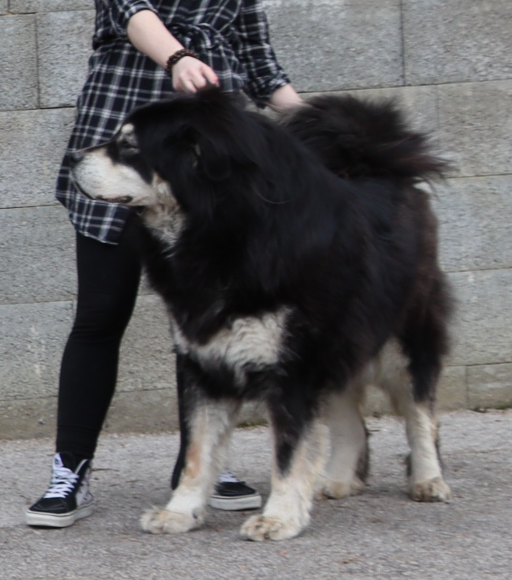 asia djomo gangri tonya