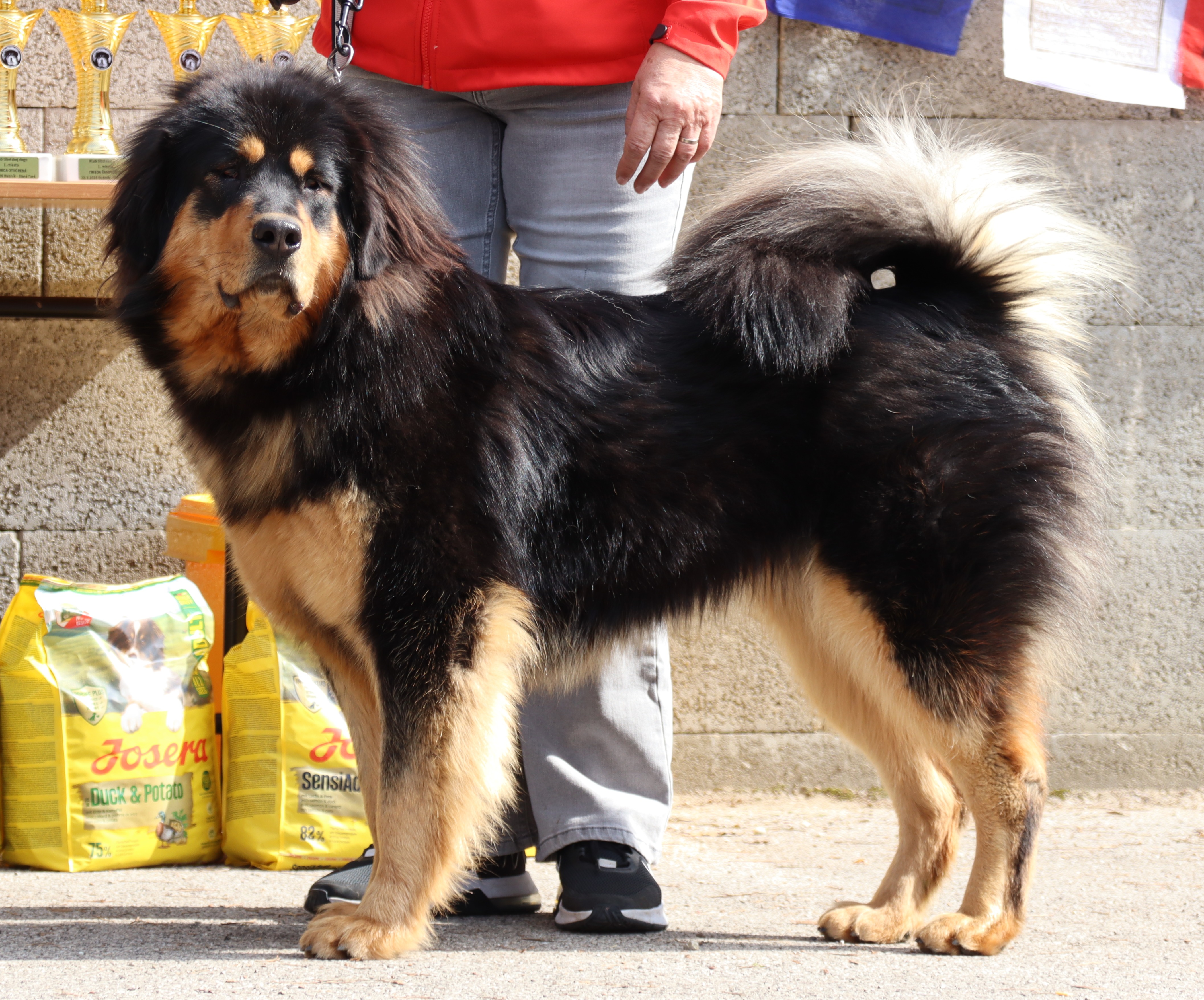 caya khjipasang gangkar