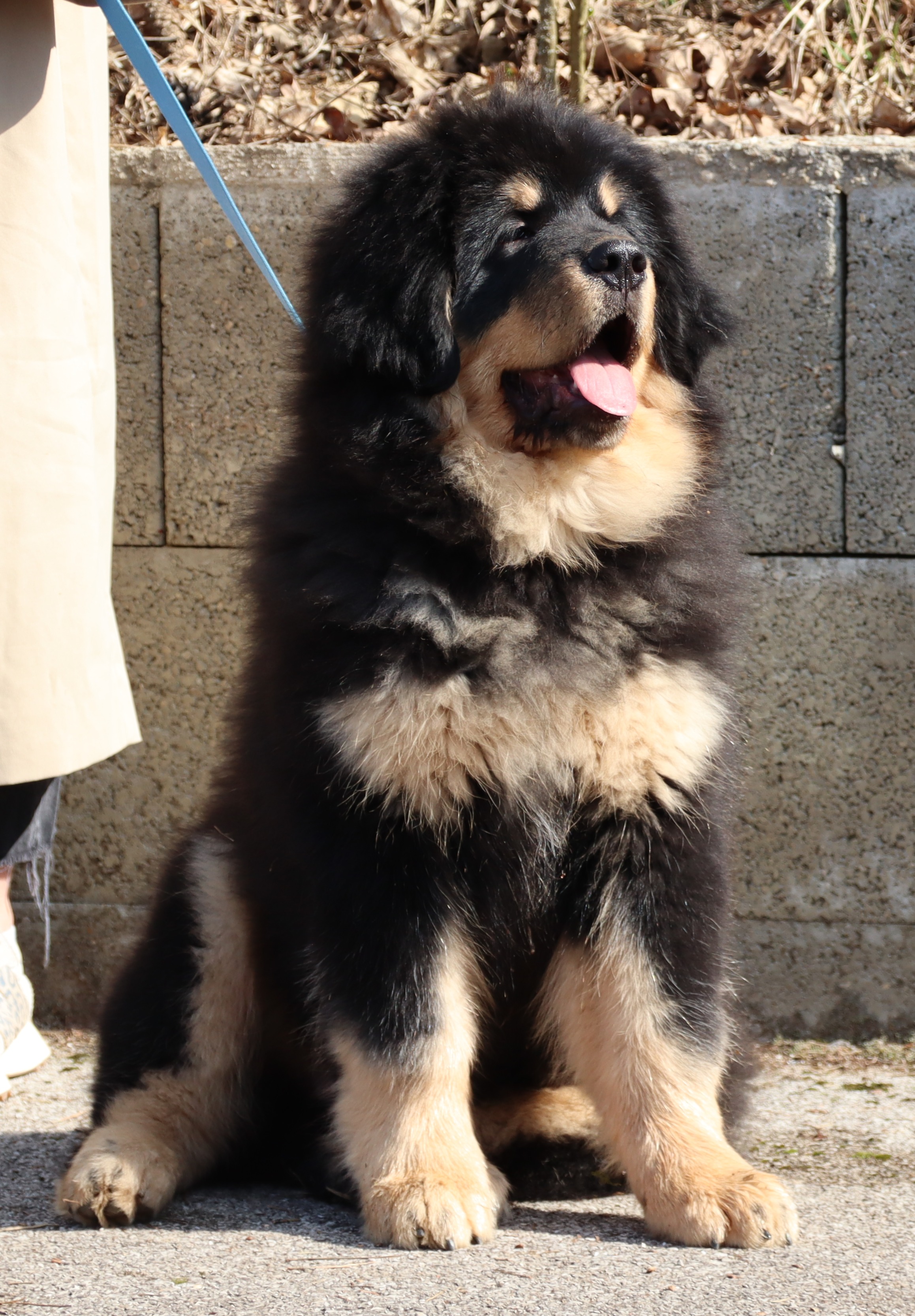 ebenezer scrooge gangkar