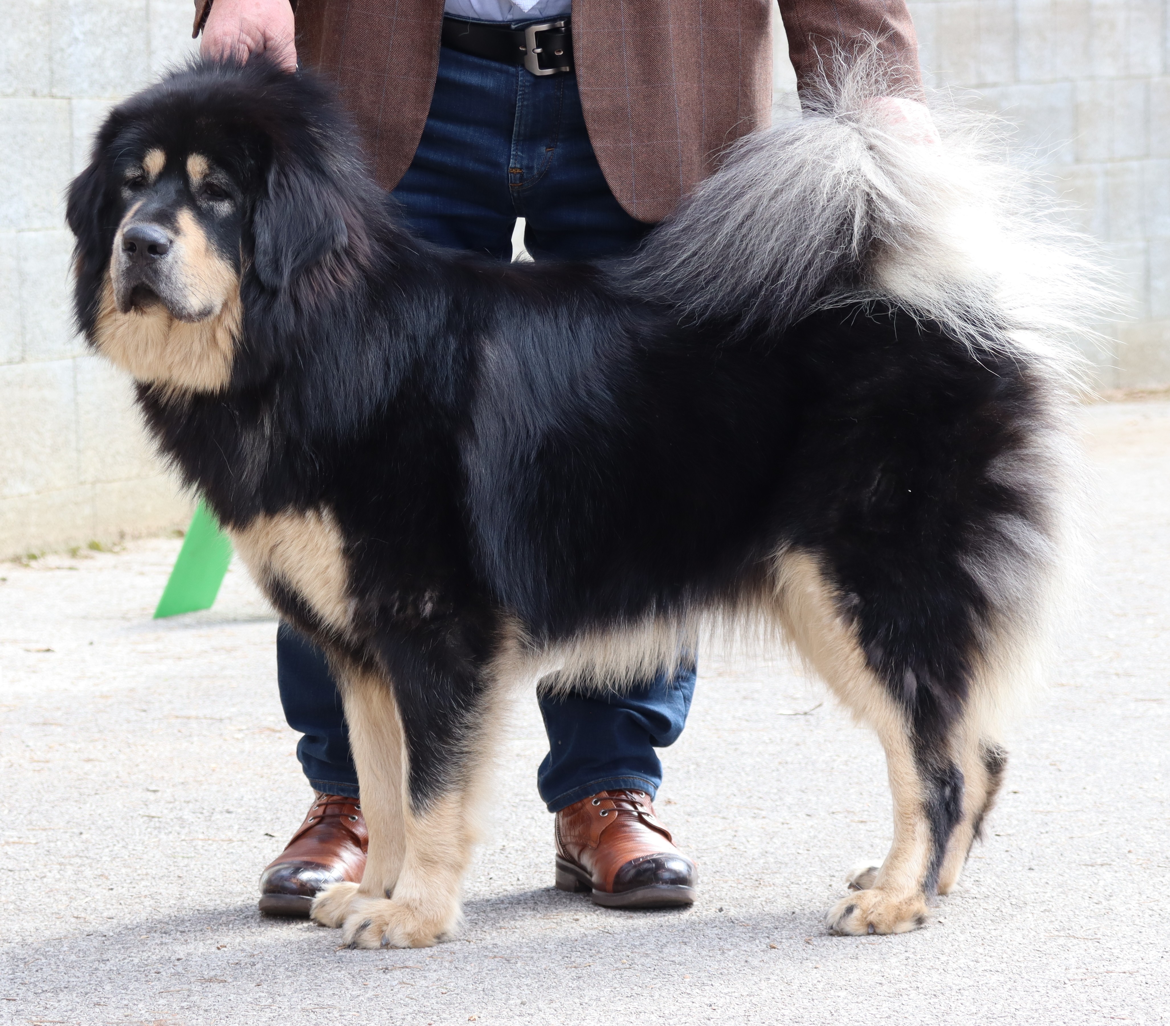 khyunglung ngulkhar´s hirakani ashaya