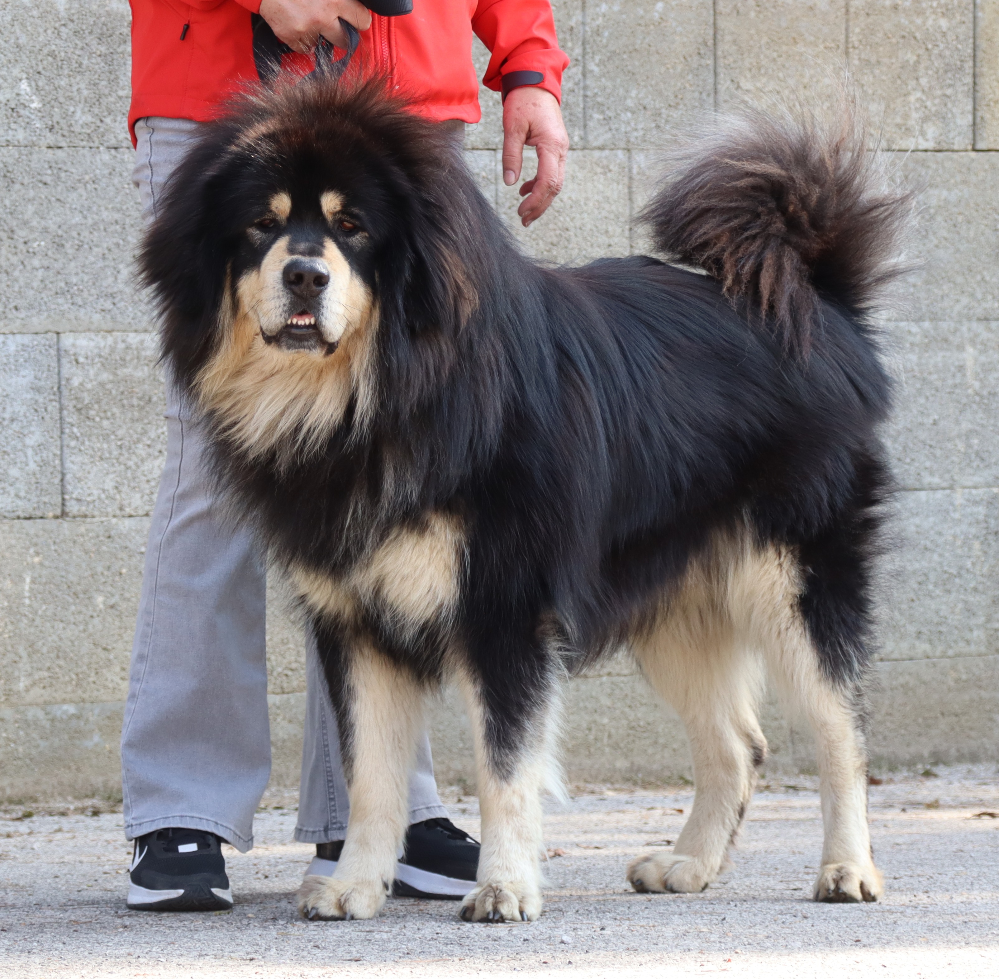 khyunglung ngulkhar´s hridaan gandira