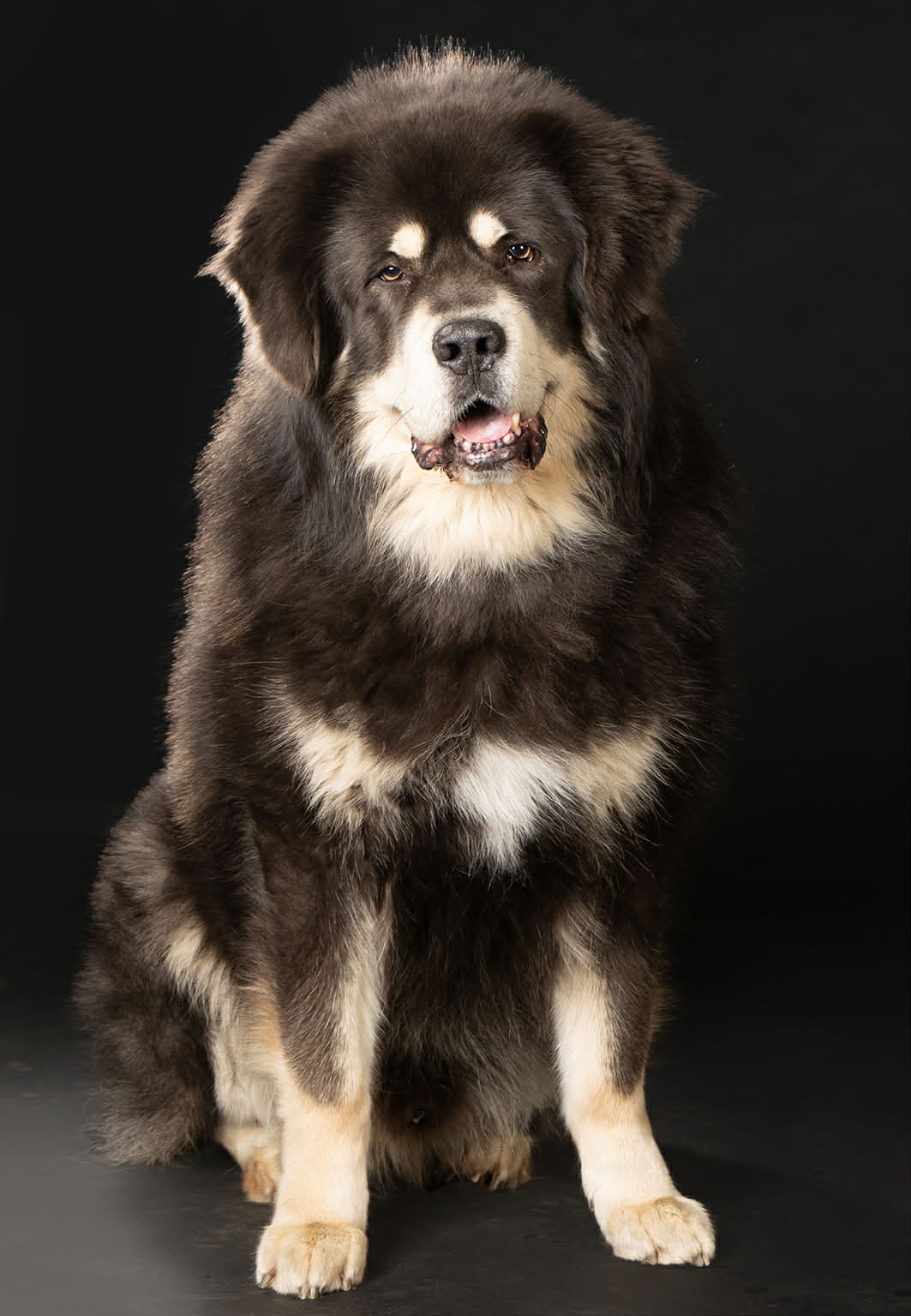 KCH Khyunglung Ngulkhar´s Ekram Mani