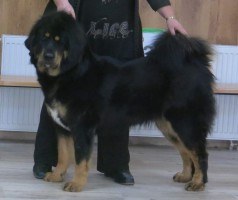 altan-corgo-oyi-dawa.jpg