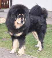 zorro-gangkar.jpg